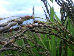 「黒米」の画像