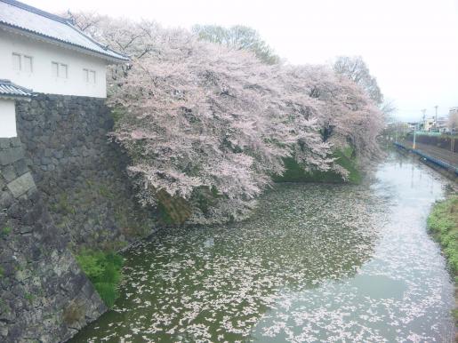 2012/05/02 07:05/桜景色♪