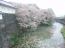 「桜景色♪」画像