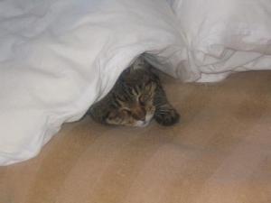 ¡Ö½Õ̲¶Ç¤ò³Ð¤¨¤º¡×¤Î²èÁü