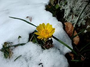 「春を告げる花、福寿草」の画像
