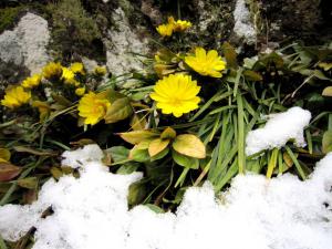 「彼岸の入りと福寿草」の画像