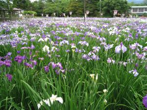 ¡Öº£Ç¯¤¬¡ÖÅɤ꺢¡×¡×¤Î²èÁü