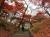 「烏帽子山の紅葉」の画像