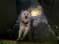 「おとうさん犬・・・」の画像