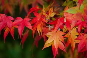 「紅葉」の画像