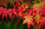 「紅葉」のサムネイル
