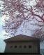 ¾®ÌîÀî¤Îºùºé¤»Ï¤á¡§2006/04/30 13:19