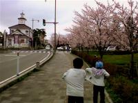 「桜がいっぱい。」の画像