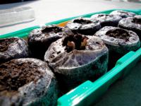 「発芽しました!」の画像