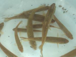 ¡Ö¡ú²È°û¤ß¥Ð¥ó¥¶¥¤¡ª¡úÀî¤ÇÄà¤Ã¤¿¥¢¥Ö¥é¥Ï¥ä¡×¤Î²èÁü