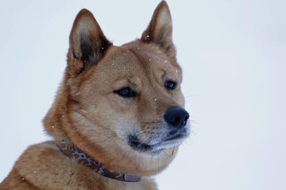 いーぬはヨロコビ ヤマガタンannex 山形の農業 農林水産