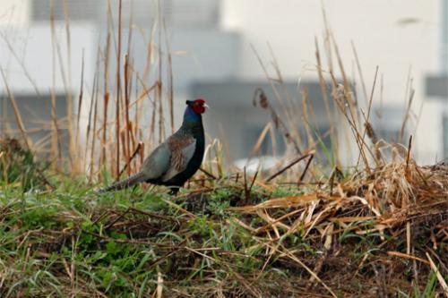 「キジっコは、元気に縄張り宣言。」の画像