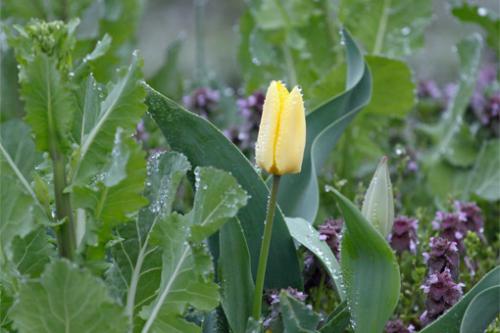 「今年の春は、駆け足。」の画像