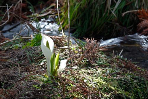 「水芭蕉が綺麗でした。」の画像