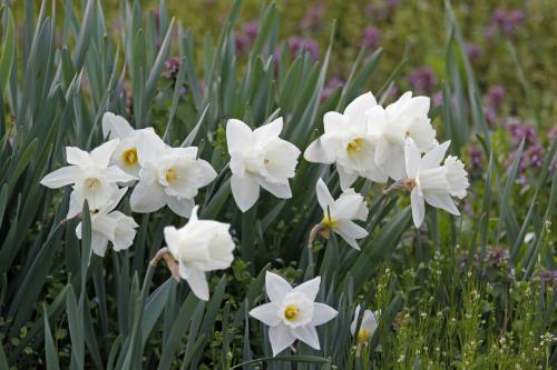 「白いスイセン:その透明感に惹かれました。」の画像