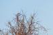 鳥日和り。。。:2013/03/27 07:26