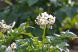 ジャガイモの花が盛りを迎えています。:2013/06/12 06:46