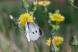 朝だけモンシロチョウ。:2013/06/14 06:26