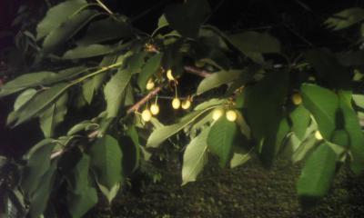 ¡Ö°Ç¤ÎÃæ¡¢¥é¥¤¥È¤Ç¾È¤é¤·¤¿¡Ö¥À¥¤¥¢¥Ê¥Ö¥é¥¤¥È¡×¡×¤Î²èÁü