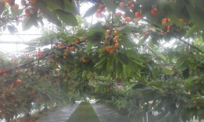 ¡Öº´Æ£¶Ó¡¢¤¢¤È°ì½µ´Ö¤Ç¼ý³Ï´ü¤ËÆþ¤ê¤½¤¦¤Ç¤¹¡£¡×¤Î²èÁü