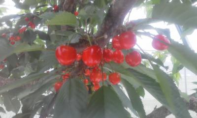 ¡Ö£¶·î£²£°Æü¡¢Âè»Í±àÃϤκ´Æ£¶Ó¡£¡×¤Î²èÁü