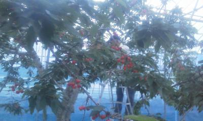 ¡Öº´Æ£¶Ó¡¢¼ý³ÏËÜÈ֤ˤʤê¤Þ¤·¤¿¡£¡×¤Î²èÁü