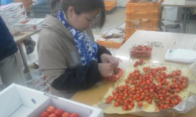 ¡Ö¼êµÍ¤áºî¶È¤Ë½¸Ã椷¤Æ¤·¤Æ¤¤¤Þ¤¹¡£¡×¤Î²èÁü