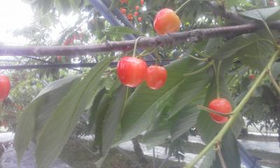 ¡ÖÈþ¤·¤¯¿§ÉÕ¤¤¤¿¡Ö¥À¥¤¥¢¥Ê¥Ö¥é¥¤¥È¡×¡×¤Î²èÁü