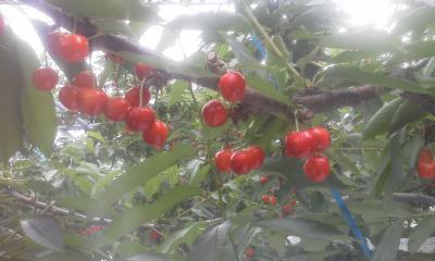 ¡Ö¹È½¨Êö¤âÈþ¤·¤¤¿§¹ç¤¤¤Ë¤Ê¤ê¤Þ¤·¤¿¡£¡×¤Î²èÁü