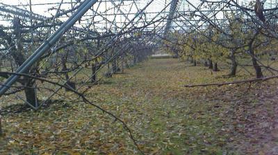 ¡Ö£±£²·î£·Æü º£Ç¯¤â»Ä¤¹¤È¤³¤í£³½µ´Ö¤Ë¤Ê¤ê¤Þ¤·¤¿¡£¡×¤Î²èÁü