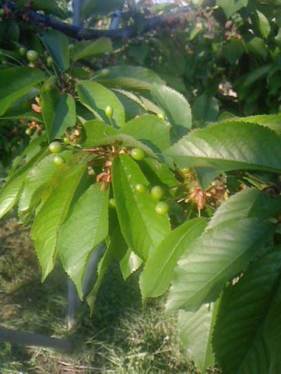 ¡Ö£µ·î£±£°Æü ¤È¤Æ¤âÀª¤¤¤Î¤¢¤ë·ë¼Â¾õÂ֤Ǥ¹¡£¡×¤Î²èÁü