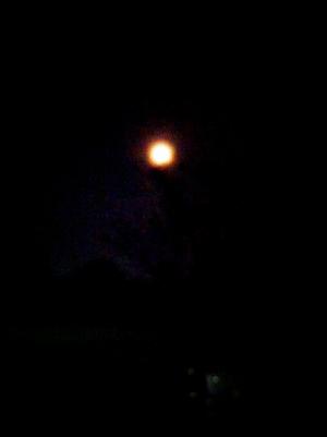「dance in the moonlight」の画像