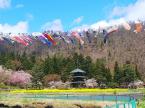 「安久津八幡神社(歴史公園)の桜開花情報」の画像