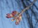 4月13日現在の烏帽子山公園の桜の状況:2013/04/13 18:57