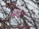 開花してきました!4月17日夕方現在の烏帽子山公園の桜..:2013/04/17 17:11