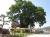 「【東根の大ケヤキ】1500年以上も東根を見下ろす巨木」のサムネイル