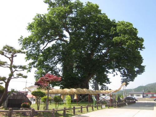 「【東根の大ケヤキ】1500年以上も東根を見下ろす巨木」の画像