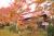 ŷƸ½©¤Þ¤Ä¤ê³«ºÅÃæ¡§2008.11.03