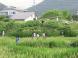 ◆本日の高畠◆:2013/06/09 15:58