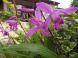 ◆庭の紫蘭満開です。◆：2016/05/23 17:03