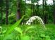 みちのく山形 植物編【時の宿 すみれ】:2012/07/17 17:33