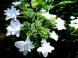 時の宿 に咲いた 隅田の花火【時の宿 すみれ】:2012/07/20 17:24