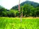 すみれ植物編【ネジリバナ】【時の宿 すみれ】:2012/07/22 16:25