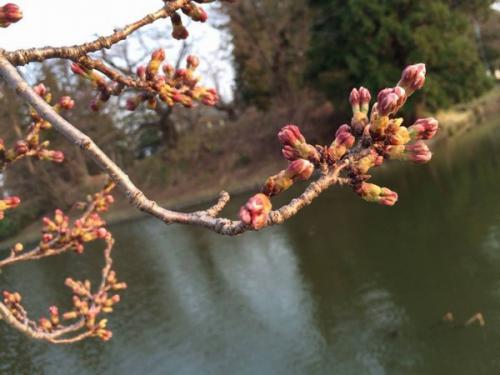 「【時の宿　すみれ】桜が咲き始めます」の画像