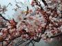「4月11日の雪と松ケ岬公園の桜」のサムネイル