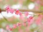「梅や山野草、桜まで咲きました！ー湯の沢温泉 時の宿すみれの 花便りー」のサムネイル