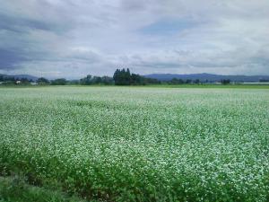 「インターンシップ、無事に終了です。」の画像