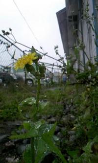 「『窓』 木曜日」の画像