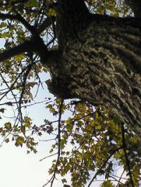 「四年間。」の画像